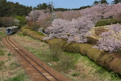 あきた白神の桜 / 秋田県