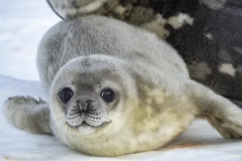 威德尔海豹