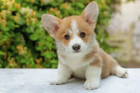 威尔士柯基犬
