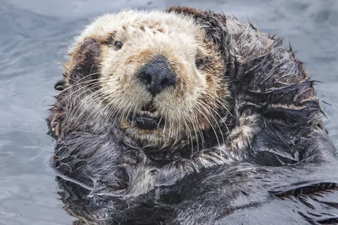 海獭