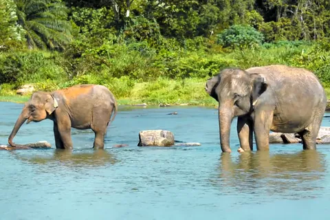 アジアゾウ