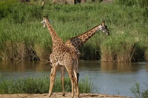 キリン