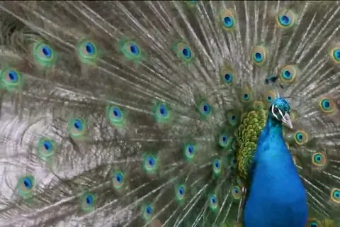クジャク