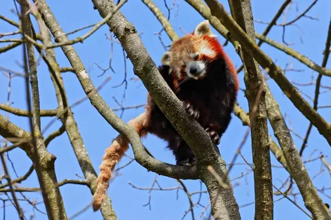 レッサーパンダ