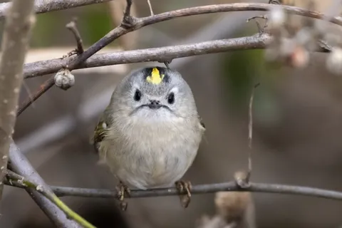 Estrelinha-de-poupa