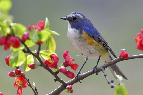 Rouxinol-de-cauda-azul