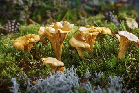 Girolle