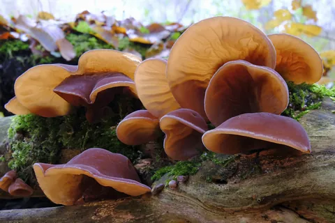 Champignon noir