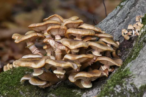 Pleurote en huître