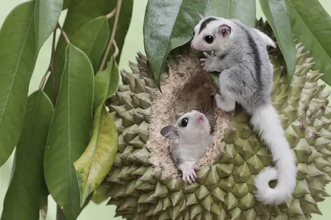 もふもふ小動物