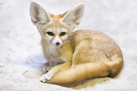 Fennec
