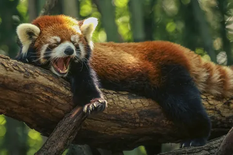 Panda rosso