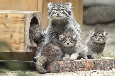 Manul