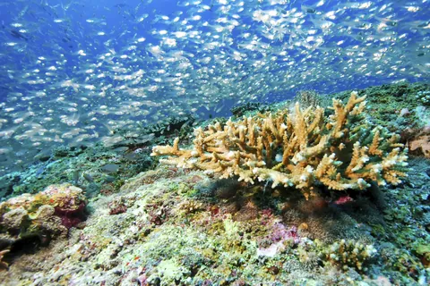 サンゴ礁を泳ぐ小魚の群れ