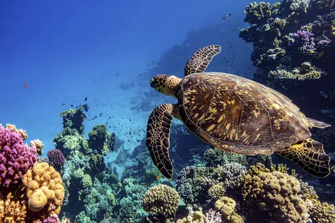 ウミガメとサンゴ