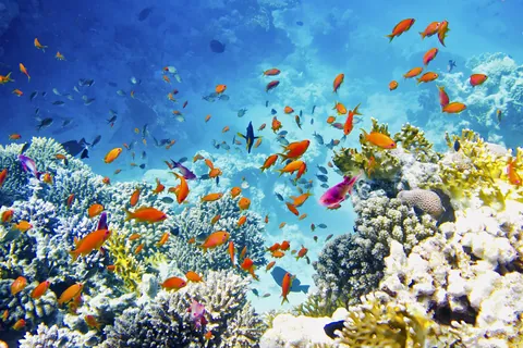 カラフルな熱帯魚群