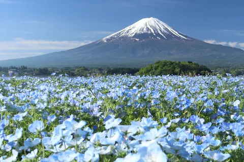 ネモフィラと富士山