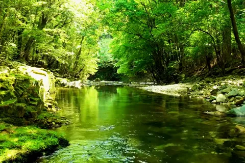 新緑に包まれる川