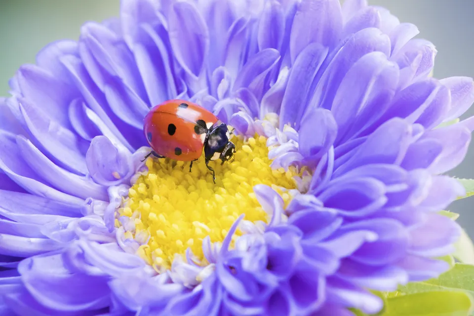 花と小さな生き物